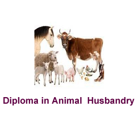 Diploma in Animal Husbandry My Careers View - India's Best College, School  and Consultant