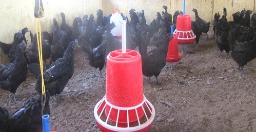 https://mycareersview.com/afile/mcv20423_Poultry-farm.jpg